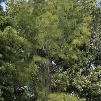 thumbnail for publication: Taxodium ascendens: Pondcypress
